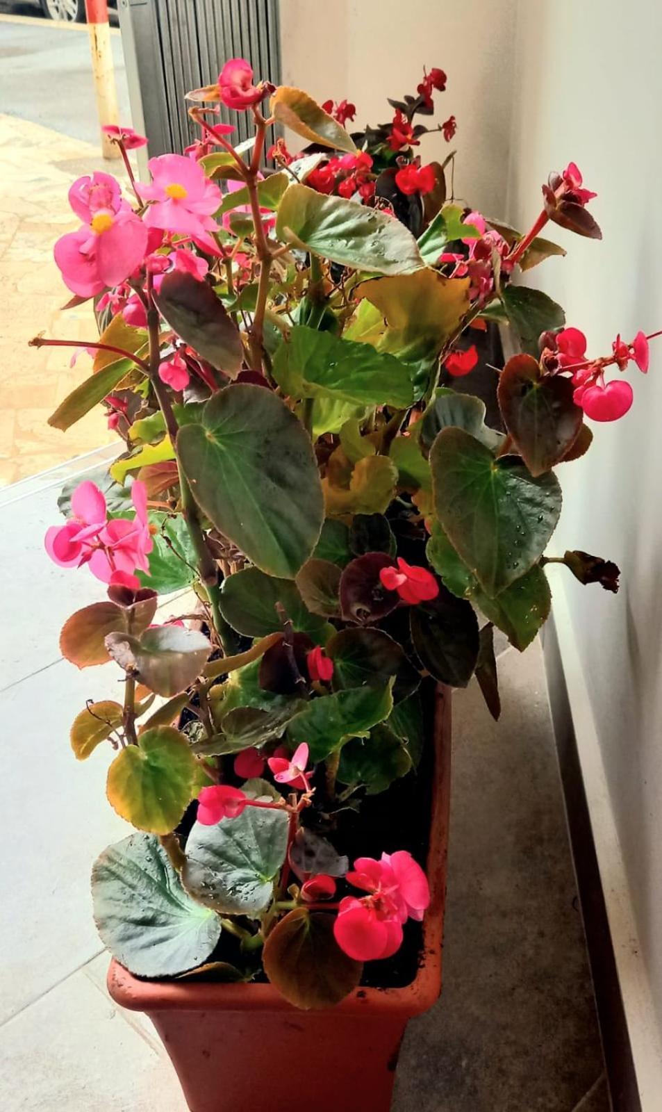 로마 Casa Delle Begonie 아파트 외부 사진